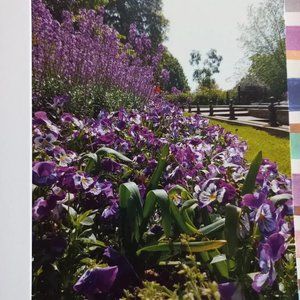 Pack of 5 note cards